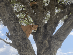 A tree-climbing lion perched confidently on a large tree branch in Lake Manyara National Park, Tanzania, with another lion partially visible higher up in the canopy.